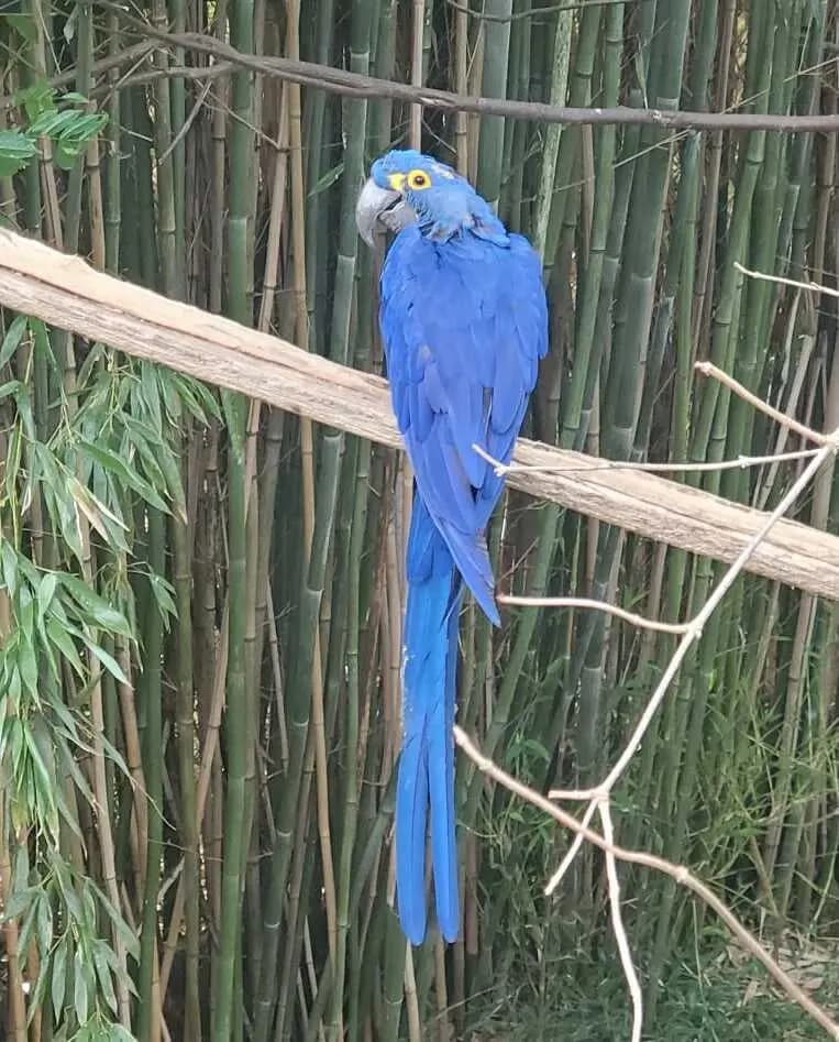 Photo du Parc des Oiseaux
